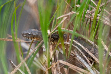 Northern Watersnake