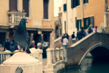 Dark colored pigeon standing on a stone pillar in the city of Venice. Flying city rat. Dark feathered bird