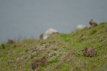 European rabbits Oryctolagus cuniculus grazing. Taiaroa Head Wildlife Reserve. Otago Peninsula. Otago. South Island. New Zealand.