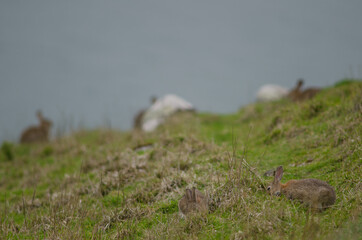 European rabbits Oryctolagus cuniculus grazing. Taiaroa Head Wildlife Reserve. Otago Peninsula. Otago. South Island. New Zealand.