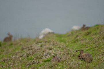 European rabbits Oryctolagus cuniculus grazing. Taiaroa Head Wildlife Reserve. Otago Peninsula. Otago. South Island. New Zealand.