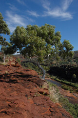 tree and canyon
