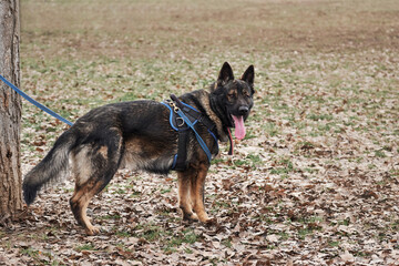 Charming adult male shepherd dog close up portrait. Service German Shepherd of zonal gray color in protection classes in harness and collar.