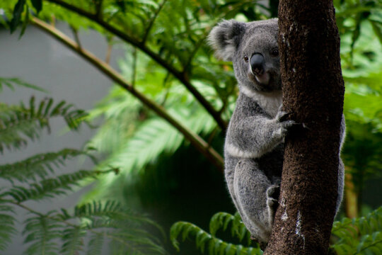 koala in tree