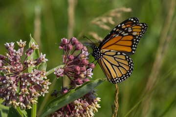 Monarch Butterfly feeding on a common milkweed flower. 