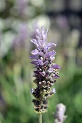 Purple Lavender flower. Closeup. Background.