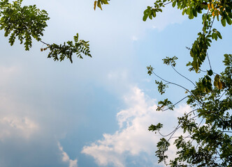 A Low Vantage Point to the leaves of tree , Looking up to the sky