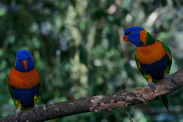 lorikeet parrot