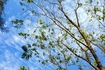A Low Vantage Point to the leaves of tree , Looking up to the sky