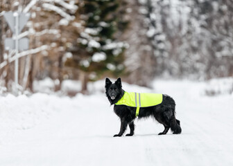 Fototapeta na wymiar Black german shepherd dog with reflector