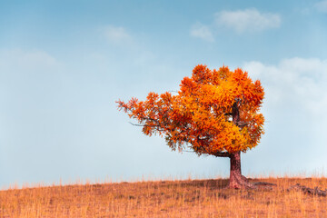 Red autumn tree on the hill against the blue sky. Beautiful autumn nature background