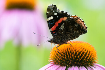 Red Admiral Butterfly