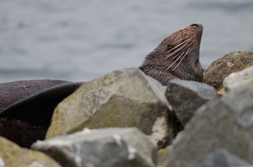 New Zealand fur seal Arctocephalus forsteri resting. Pilots Beach. Taiaroa Head Wildlife Reserve. Otago Peninsula. Otago. South Island. New Zealand.