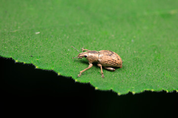 Weevils inhabit wild plants in North China