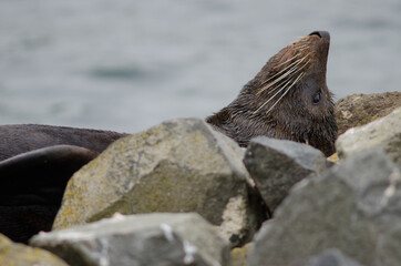 New Zealand fur seal Arctocephalus forsteri resting. Pilots Beach. Taiaroa Head Wildlife Reserve. Otago Peninsula. Otago. South Island. New Zealand.