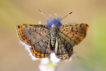 Red-bordered Metalmark