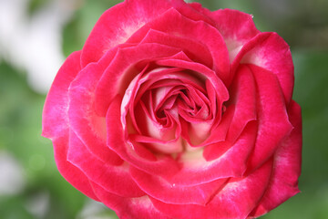 Red rose petals close up