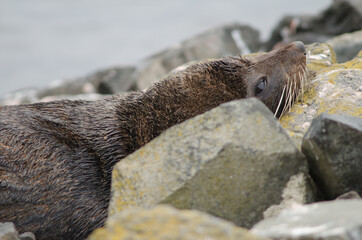 New Zealand fur seal Arctocephalus forsteri resting. Pilots Beach. Taiaroa Head Wildlife Reserve....
