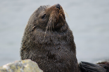 Naklejka premium New Zealand fur seal Arctocephalus forsteri. Male. Pilots Beach. Taiaroa Head Wildlife Reserve. Otago Peninsula. Otago. South Island. New Zealand.