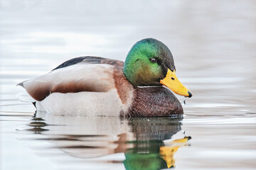 Obraz premium Schwimmende Stockente