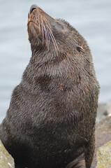 New Zealand fur seal Arctocephalus forsteri. Male. Pilots Beach. Taiaroa Head Wildlife Reserve. Otago Peninsula. Otago. South Island. New Zealand.