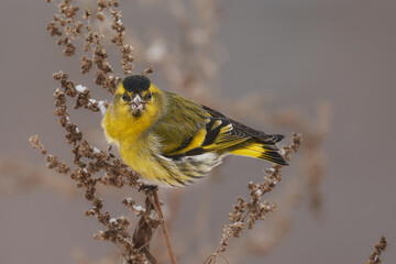 Bird - Eurasian Siskin ( Spinus spinus ) male ssits on dry grass and eats last year's seeds. Cloudy winter day. Close-up.