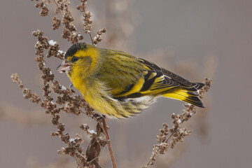 Bird - Eurasian Siskin ( Spinus spinus ) male ssits on dry grass and eats last year's seeds. Cloudy winter day. Close-up.