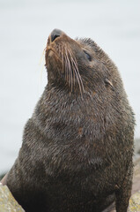 New Zealand fur seal Arctocephalus forsteri. Male. Pilots Beach. Taiaroa Head Wildlife Reserve. Otago Peninsula. Otago. South Island. New Zealand.