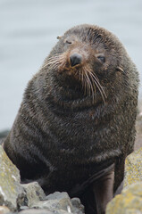 Naklejka premium New Zealand fur seal Arctocephalus forsteri. Male. Pilots Beach. Taiaroa Head Wildlife Reserve. Otago Peninsula. Otago. South Island. New Zealand.