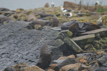 New Zealand fur seal Arctocephalus forsteri. Female. Pilots Beach. Taiaroa Head Wildlife Reserve. Otago Peninsula. Otago. South Island. New Zealand.