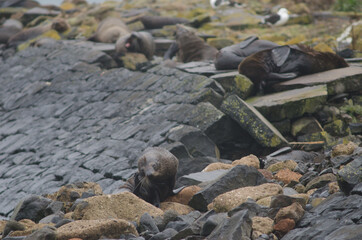 New Zealand fur seal Arctocephalus forsteri. Female scratching. Pilots Beach. Taiaroa Head Reserve. Otago Peninsula. South Island. New Zealand.