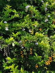 green leaves of a tree