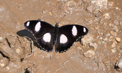 Schmetterlinge Insekten