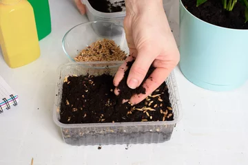 plant and sow seeds in planters for germination at home . step-by-step process of planting seeds © Taranova_ksenya