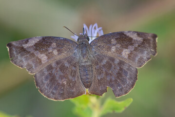 Sickle-winged Skipper