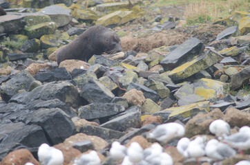 New Zealand fur seal Arctocephalus forsteri. Female. Pilots Beach. Taiaroa Head Wildlife Reserve. Otago Peninsula. Otago. South Island. New Zealand.