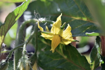 Tomato yellow flower. Closeup. Background.