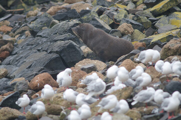 New Zealand fur seal Arctocephalus forsteri. Female. Pilots Beach. Taiaroa Head Wildlife Reserve. Otago Peninsula. Otago. South Island. New Zealand.