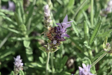 Purple Lavender flower. Closeup. Background.