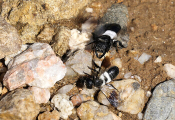 Schmetterlinge Insekten