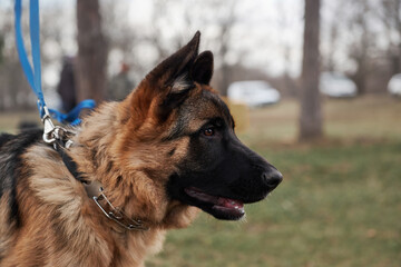 High bred dog with protruding ears. German Shepherd puppy breeding show, close up portrait on background of green grass. Charming cute grown up shepherd puppy.