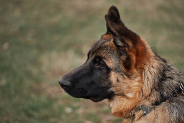 High bred dog with protruding ears. German Shepherd puppy breeding show, close up portrait on background of green grass. Charming cute grown up shepherd puppy.