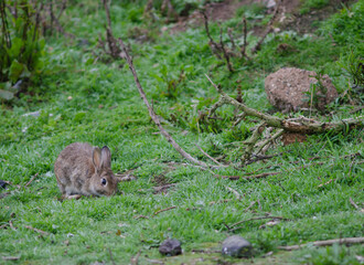 European rabbit Oryctolagus cuniculus grazing. Pilots Beach. Taiaroa Head Wildlife Reserve. Otago Peninsula. Otago. South Island. New Zealand.