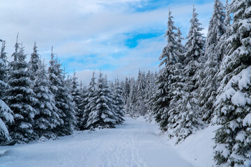 Majestic white snow spruces . Picturesque and gorgeous wintry scene. Location place Jeseniky national park, Czech, Europe. Alps ski resort. Blue toning. Happy New Year! Beauty world.