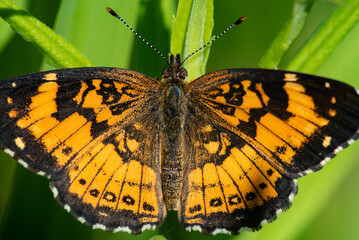 Silvery Checkerspot