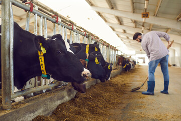 Man farmer or warm worker collecting hay with shovel for feeding cows in stall © Studio Romantic