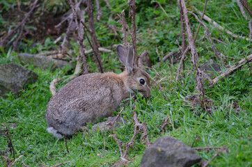 European rabbit Oryctolagus cuniculus grazing. Pilots Beach. Taiaroa Head Wildlife Reserve. Otago Peninsula. Otago. South Island. New Zealand.