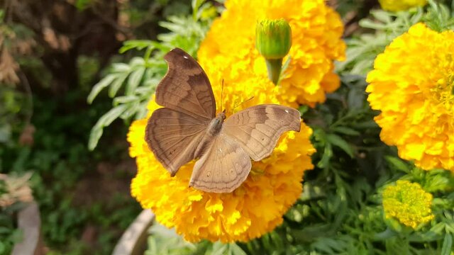 A butterfly collecting and taking honey a marigold flower.
A butterfly sits on a marigold flower. Red and orange flower, botanical photographs.
Bumblebee pollinating flower tagetes.