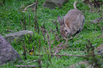 Naklejka na ściany i meble European rabbit Oryctolagus cuniculus grazing. Pilots Beach. Taiaroa Head Wildlife Reserve. Otago Peninsula. Otago. South Island. New Zealand.