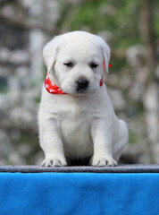 the yellow labrador puppy on the blue